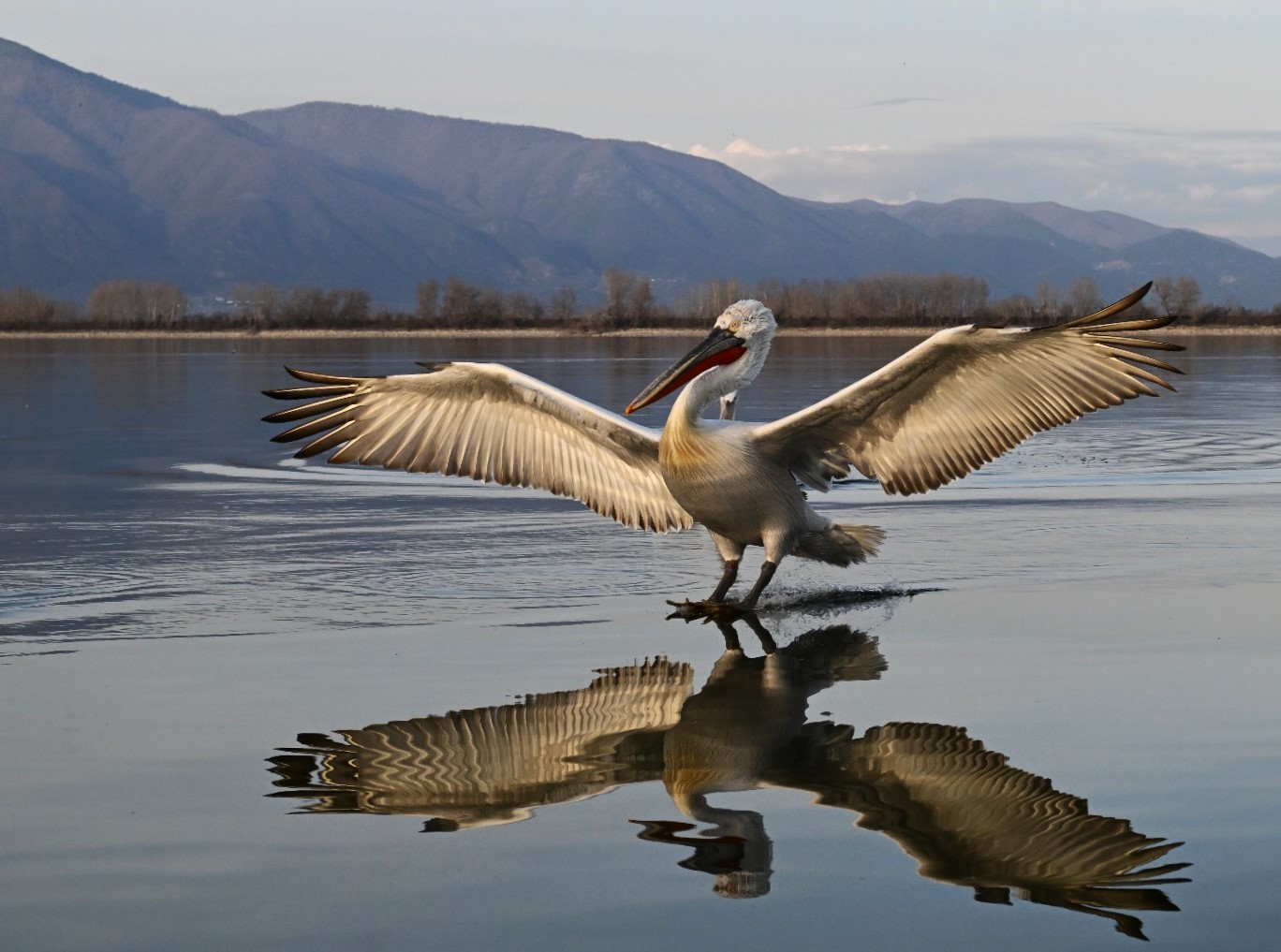 Lake Kerkini – Central Macedonia