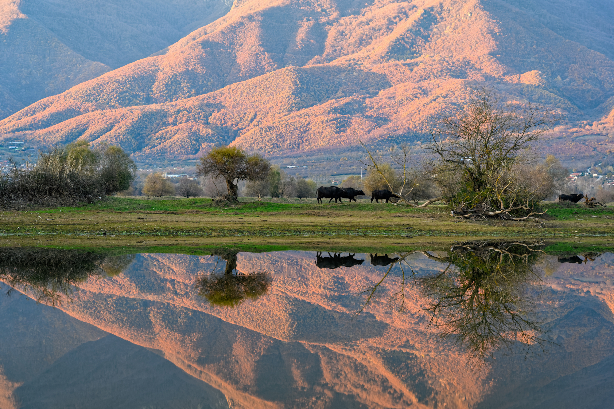 Lake Kerkini – Central Macedonia