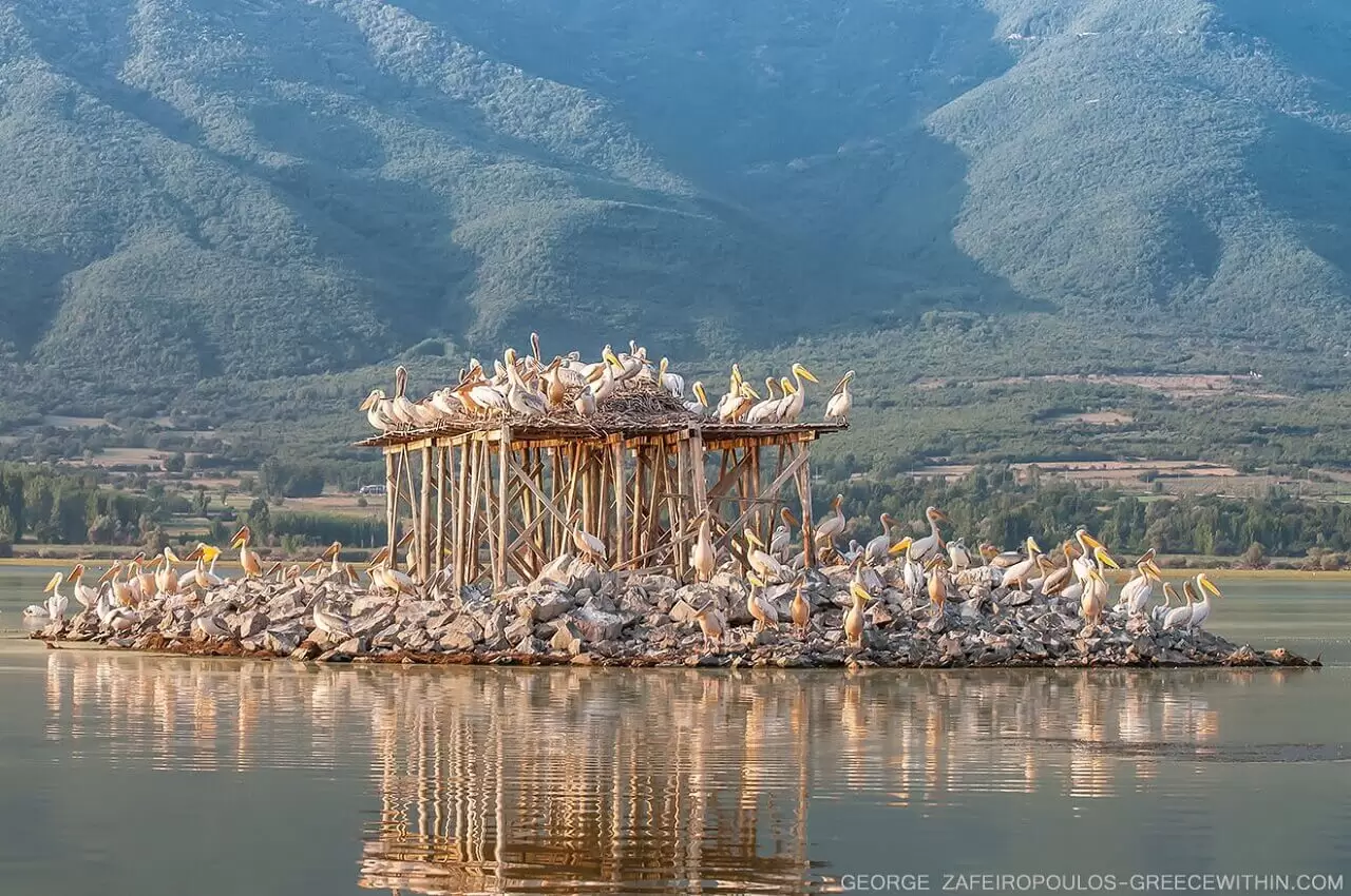 Lake Kerkini – Central Macedonia